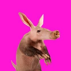 Aardvark crypto logo