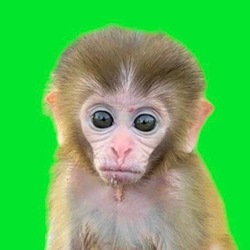 Baby Monkey crypto logo