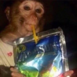 Caprisun Monkey crypto logo