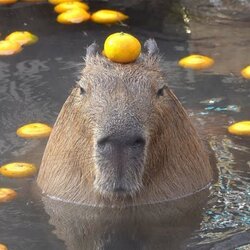 capybara crypto logo