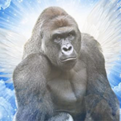 CTO Harambe crypto logo