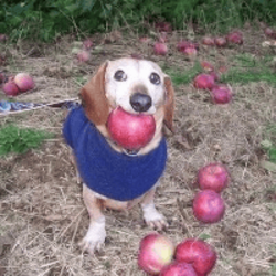 dog with apple in mouth crypto logo