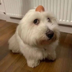 dog with egg on head crypto logo