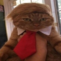 DONALDCAT crypto logo