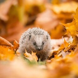 Hedgy the hedgehog crypto logo