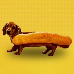 Hot Doge crypto logo