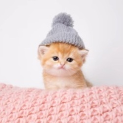 Kitten Wif Hat crypto logo