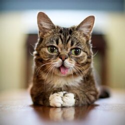 LIL BUB crypto logo