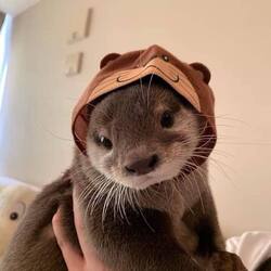 Otty the Otter crypto logo