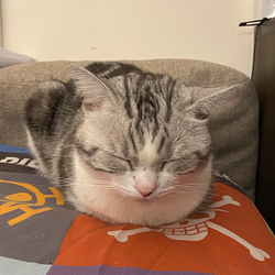 PETER·IS·A·SLEEPY·CAT (Runes) crypto logo