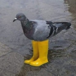 Pigeon In Yellow Boots crypto logo