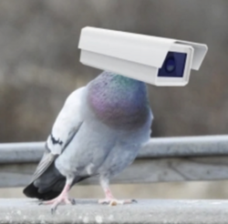 Pigeon Tech crypto logo