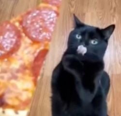 Pizza Cat crypto logo