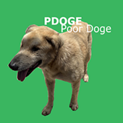 Poor Doge crypto logo