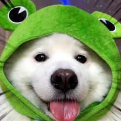 Shiro the FrogDog crypto logo