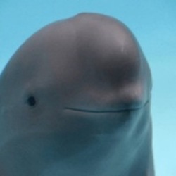 Smiling Dolphin crypto logo