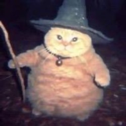 Wizard Cat crypto logo